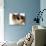 Domestic Cat, Tortoiseshell and White-Jane Burton-Photographic Print displayed on a wall