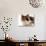 Domestic Cat, Tortoiseshell and White-Jane Burton-Photographic Print displayed on a wall