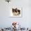 Domestic Cat, Tortoiseshell and White-Jane Burton-Framed Photographic Print displayed on a wall