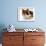 Domestic Cat, Tortoiseshell and White-Jane Burton-Framed Photographic Print displayed on a wall