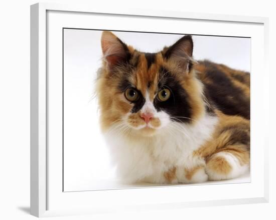 Domestic Cat, Tortoiseshell and White-Jane Burton-Framed Photographic Print