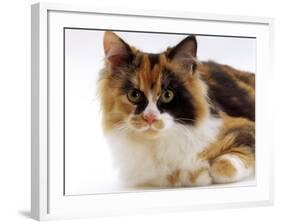 Domestic Cat, Tortoiseshell and White-Jane Burton-Framed Photographic Print