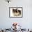 Domestic Cat, Tortoiseshell and White-Jane Burton-Framed Photographic Print displayed on a wall