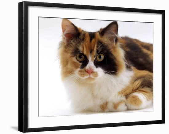 Domestic Cat, Tortoiseshell and White-Jane Burton-Framed Photographic Print