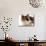 Domestic Cat, Tortoiseshell and White-Jane Burton-Mounted Photographic Print displayed on a wall