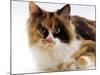 Domestic Cat, Tortoiseshell and White-Jane Burton-Mounted Photographic Print