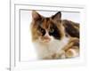 Domestic Cat, Tortoiseshell and White-Jane Burton-Framed Photographic Print