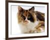 Domestic Cat, Tortoiseshell and White-Jane Burton-Framed Photographic Print