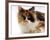 Domestic Cat, Tortoiseshell and White-Jane Burton-Framed Photographic Print