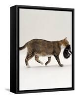 Domestic Cat, Tortoiseshell Mother Carrying / Moving Kitten-Jane Burton-Framed Stretched Canvas