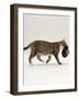 Domestic Cat, Tortoiseshell Mother Carrying / Moving Kitten-Jane Burton-Framed Photographic Print