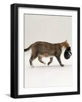 Domestic Cat, Tortoiseshell Mother Carrying / Moving Kitten-Jane Burton-Framed Photographic Print