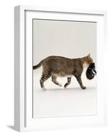 Domestic Cat, Tortoiseshell Mother Carrying / Moving Kitten-Jane Burton-Framed Photographic Print