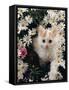 Domestic Cat, Turkish Van Kitten Among White Dasies with Pink Primulas-Jane Burton-Framed Stretched Canvas