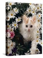 Domestic Cat, Turkish Van Kitten Among White Dasies with Pink Primulas-Jane Burton-Stretched Canvas