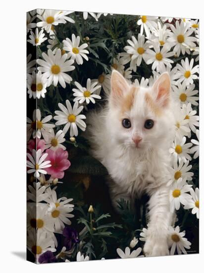 Domestic Cat, Turkish Van Kitten Among White Dasies with Pink Primulas-Jane Burton-Stretched Canvas