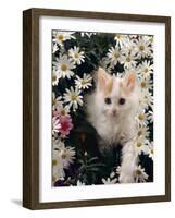 Domestic Cat, Turkish Van Kitten Among White Dasies with Pink Primulas-Jane Burton-Framed Photographic Print