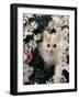 Domestic Cat, Turkish Van Kitten Among White Dasies with Pink Primulas-Jane Burton-Framed Photographic Print