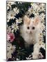 Domestic Cat, Turkish Van Kitten Among White Dasies with Pink Primulas-Jane Burton-Mounted Photographic Print