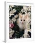 Domestic Cat, Turkish Van Kitten Among White Dasies with Pink Primulas-Jane Burton-Framed Photographic Print