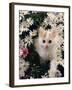 Domestic Cat, Turkish Van Kitten Among White Dasies with Pink Primulas-Jane Burton-Framed Photographic Print