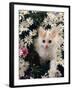 Domestic Cat, Turkish Van Kitten Among White Dasies with Pink Primulas-Jane Burton-Framed Photographic Print