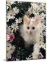 Domestic Cat, Turkish Van Kitten Among White Dasies with Pink Primulas-Jane Burton-Mounted Photographic Print