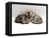 Domestic Cat, Two 7-Week Sleeping Silver Tabby Kittens-Jane Burton-Framed Stretched Canvas