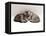 Domestic Cat, Two 7-Week Sleeping Silver Tabby Kittens-Jane Burton-Framed Stretched Canvas