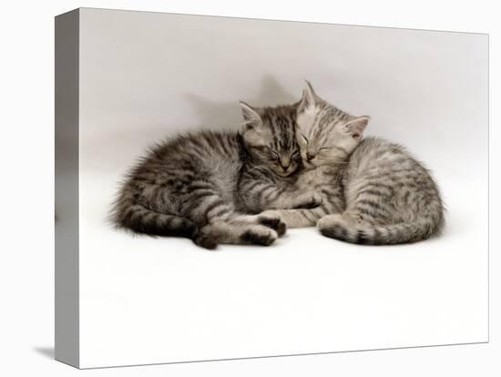 Domestic Cat, Two 7-Week Sleeping Silver Tabby Kittens-Jane Burton-Stretched Canvas