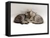 Domestic Cat, Two 7-Week Sleeping Silver Tabby Kittens-Jane Burton-Framed Stretched Canvas