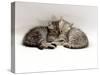 Domestic Cat, Two 7-Week Sleeping Silver Tabby Kittens-Jane Burton-Stretched Canvas