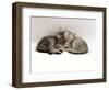 Domestic Cat, Two 7-Week Sleeping Silver Tabby Kittens-Jane Burton-Framed Premium Photographic Print