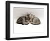 Domestic Cat, Two 7-Week Sleeping Silver Tabby Kittens-Jane Burton-Framed Premium Photographic Print