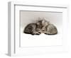 Domestic Cat, Two 7-Week Sleeping Silver Tabby Kittens-Jane Burton-Framed Premium Photographic Print