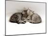 Domestic Cat, Two 7-Week Sleeping Silver Tabby Kittens-Jane Burton-Mounted Premium Photographic Print