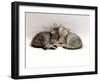 Domestic Cat, Two 7-Week Sleeping Silver Tabby Kittens-Jane Burton-Framed Photographic Print