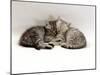 Domestic Cat, Two 7-Week Sleeping Silver Tabby Kittens-Jane Burton-Mounted Photographic Print
