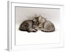 Domestic Cat, Two 7-Week Sleeping Silver Tabby Kittens-Jane Burton-Framed Photographic Print