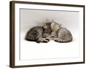 Domestic Cat, Two 7-Week Sleeping Silver Tabby Kittens-Jane Burton-Framed Photographic Print