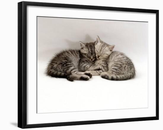 Domestic Cat, Two 7-Week Sleeping Silver Tabby Kittens-Jane Burton-Framed Photographic Print