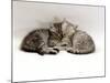 Domestic Cat, Two 7-Week Sleeping Silver Tabby Kittens-Jane Burton-Mounted Photographic Print