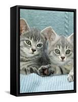 Domestic Cat, Two 8-Week Blue Tabby Kittens-Jane Burton-Framed Stretched Canvas