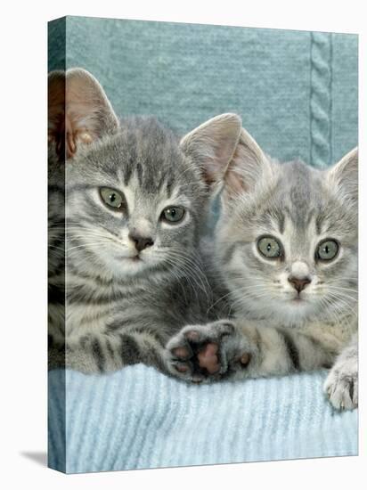 Domestic Cat, Two 8-Week Blue Tabby Kittens-Jane Burton-Stretched Canvas