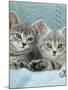 Domestic Cat, Two 8-Week Blue Tabby Kittens-Jane Burton-Mounted Photographic Print