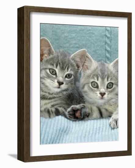 Domestic Cat, Two 8-Week Blue Tabby Kittens-Jane Burton-Framed Photographic Print