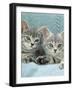 Domestic Cat, Two 8-Week Blue Tabby Kittens-Jane Burton-Framed Photographic Print