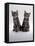 Domestic Cat, Two 8-Week Tabby Kittens, Male and Female-Jane Burton-Framed Stretched Canvas