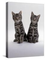 Domestic Cat, Two 8-Week Tabby Kittens, Male and Female-Jane Burton-Stretched Canvas