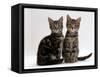 Domestic Cat, Two 8-Week Tabby Kittens, Male and Female-Jane Burton-Framed Stretched Canvas